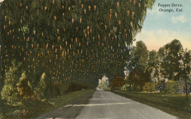Illustration for article titled Before the Palm, the Pepper Was Southern California's Most Iconic Tree